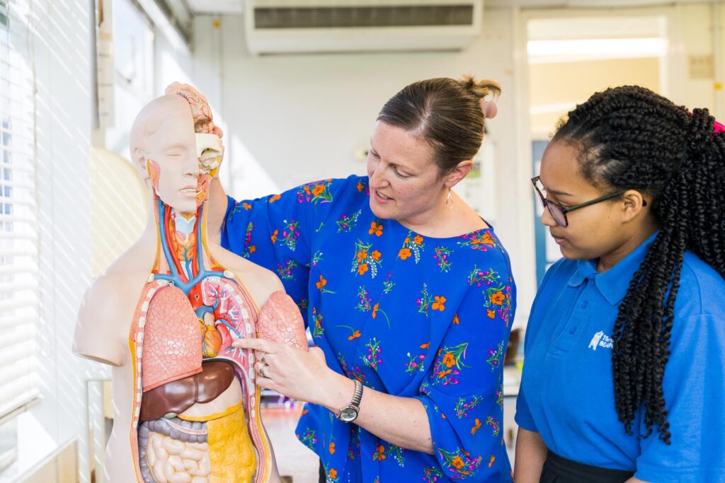 Science anatomy model